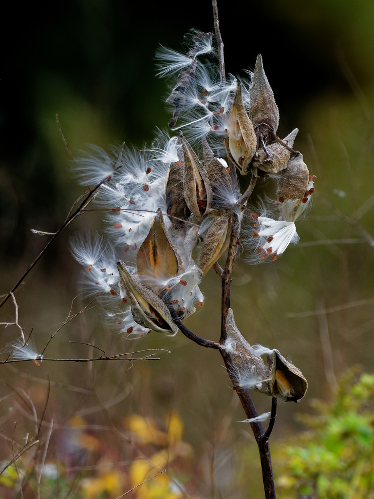 milkweed portrait by rminer