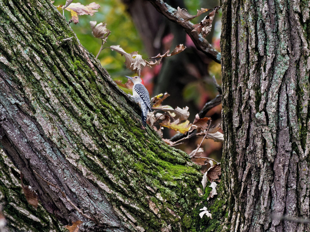 Red-bellied woodpecker in a tree by rminer