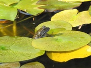10th Oct 2018 - Frog Among the Lily Pads