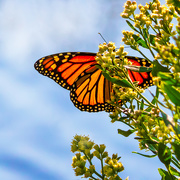 10th Oct 2018 - monarch butterfly