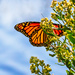 monarch butterfly by jernst1779