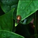 Tiny, Shiny Brown Bug ~ by happysnaps