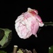 The Last Rose by oldjosh