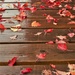 Fallen Leaves  by radiogirl