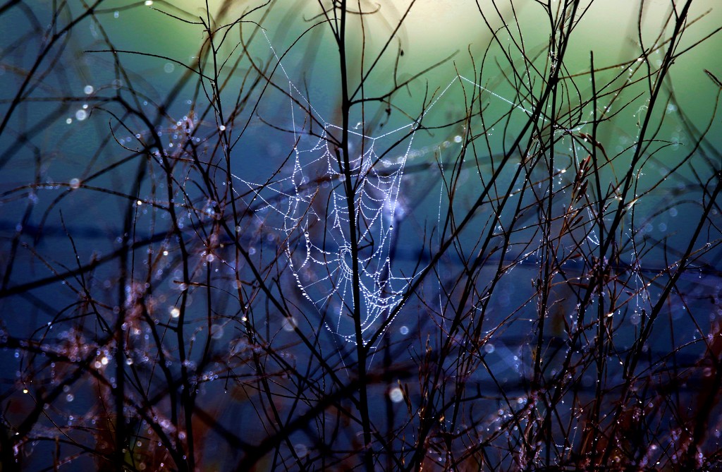 Web in the Weeds by lynnz