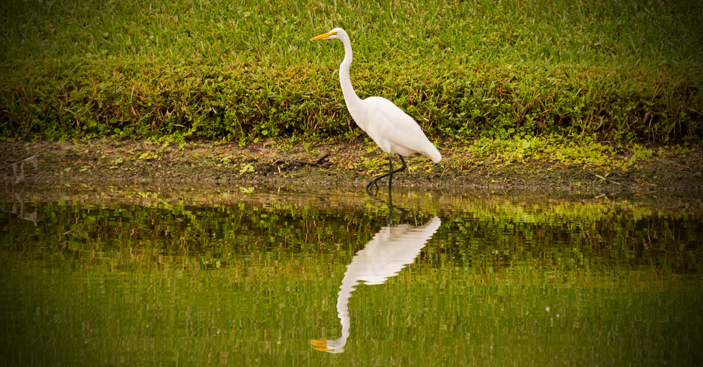 Egret and Reflections! by rickster549
