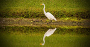 10th Oct 2018 - Egret and Reflections!