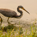 Tri-colored Heron! by rickster549