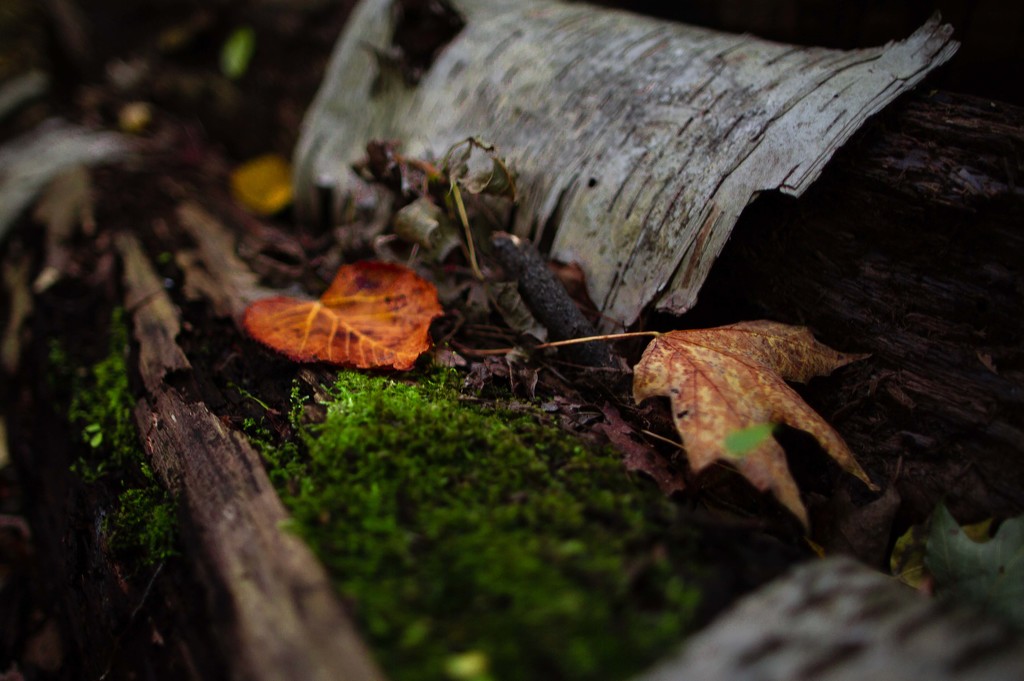 a bed of moss by adi314