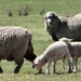 Sheep by kgolab