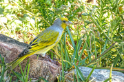 11th Oct 2018 - Cape Canary 