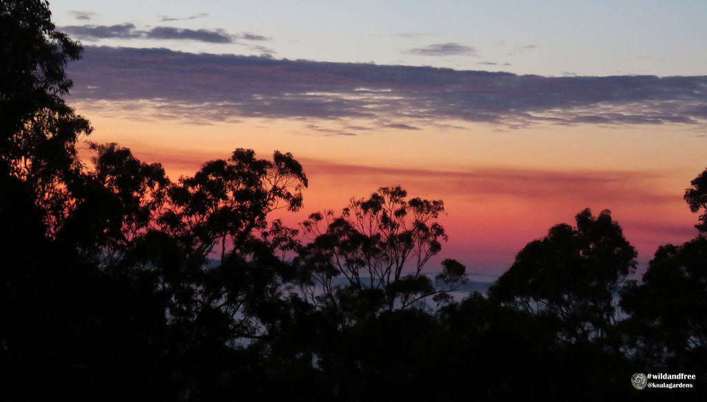 Sunrise colours by koalagardens