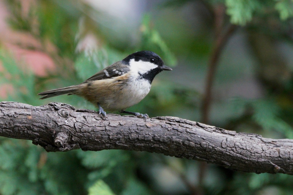 COAL TIT by markp