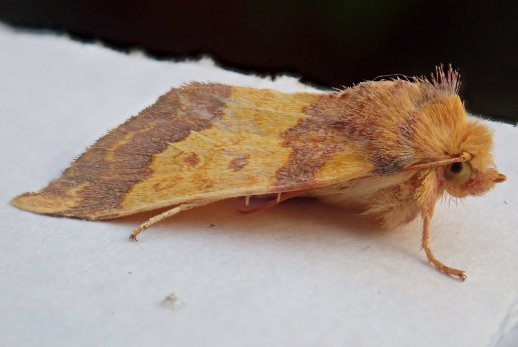 Dull & boring moth by jesika2