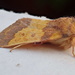 Dull & boring moth by jesika2