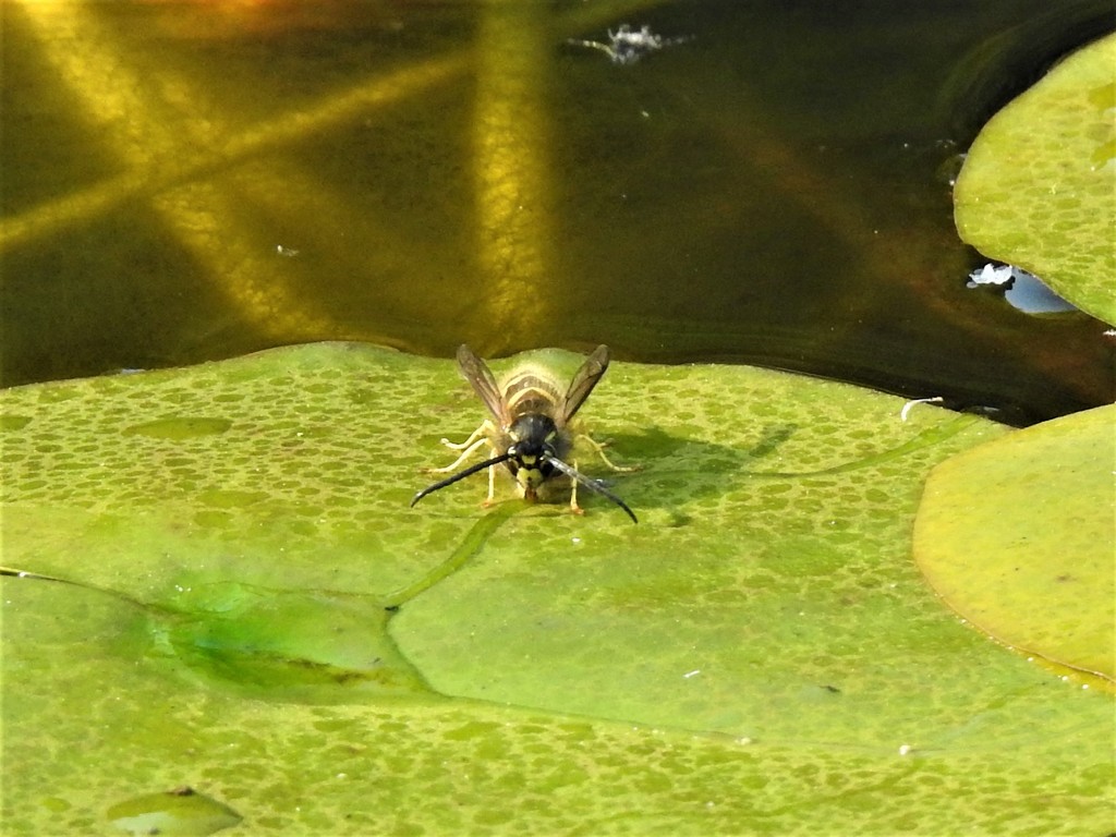  Bug on a Lily Pad  by susiemc