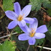  Beautiful Blue Flowers In Hergest Croft Gardens by susiemc