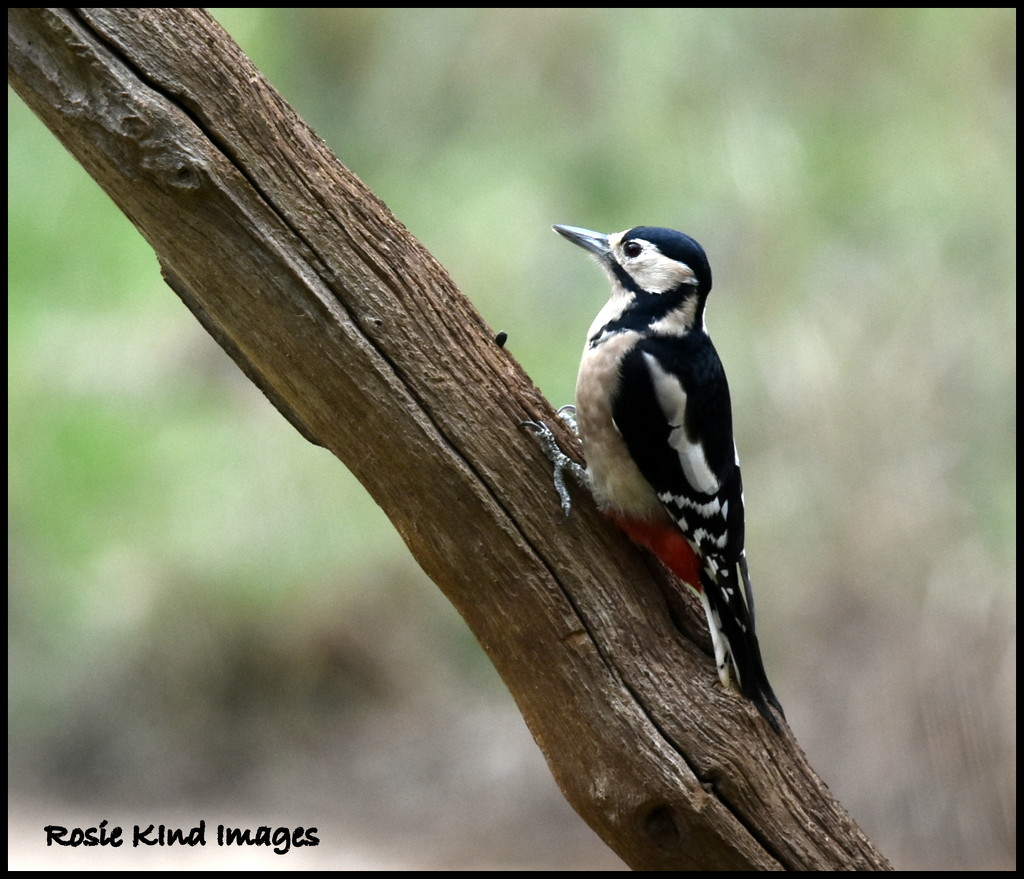 Great spotted woodpecker by rosiekind