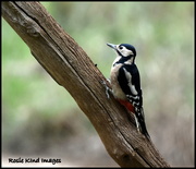 11th Oct 2018 - Great spotted woodpecker
