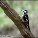 Great spotted woodpecker by rosiekind