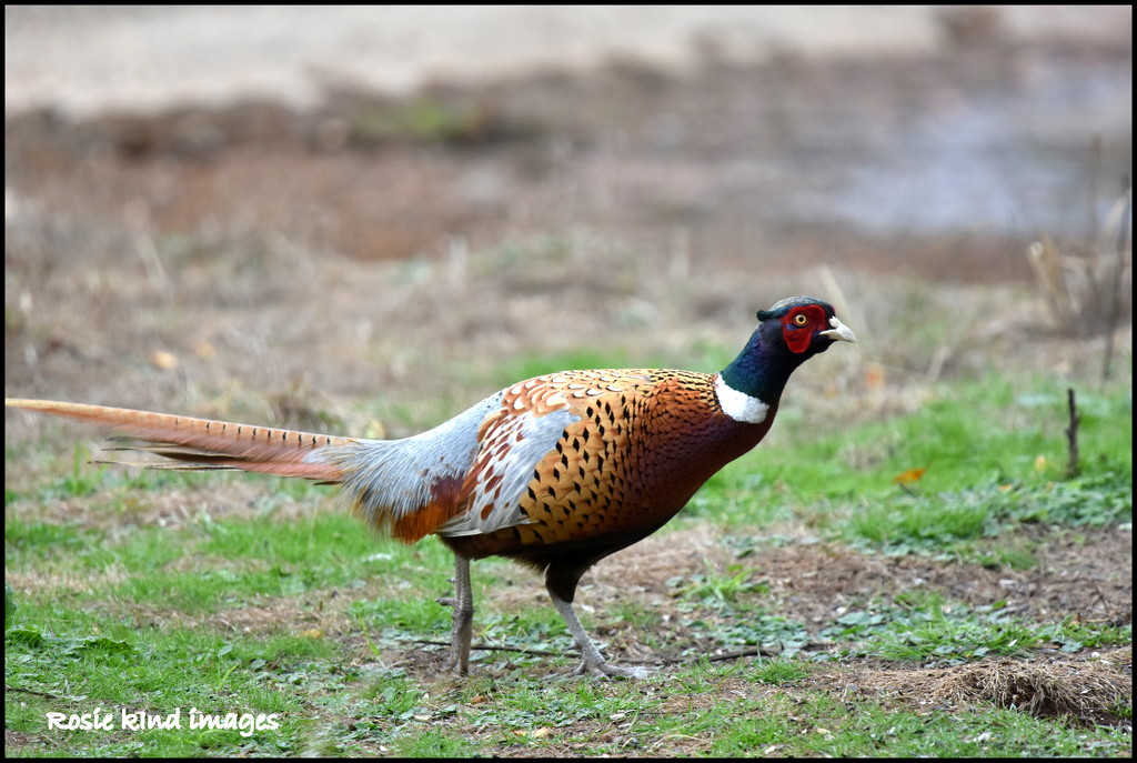 Cock pheasant by rosiekind