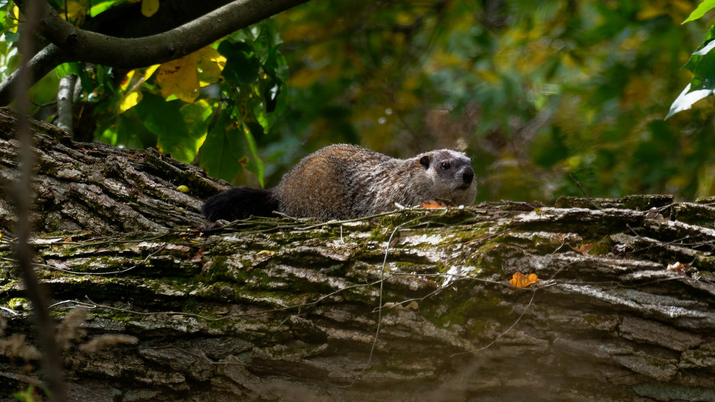 Groundhog by rminer