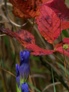11th Oct 2018 - fringed gentian and red