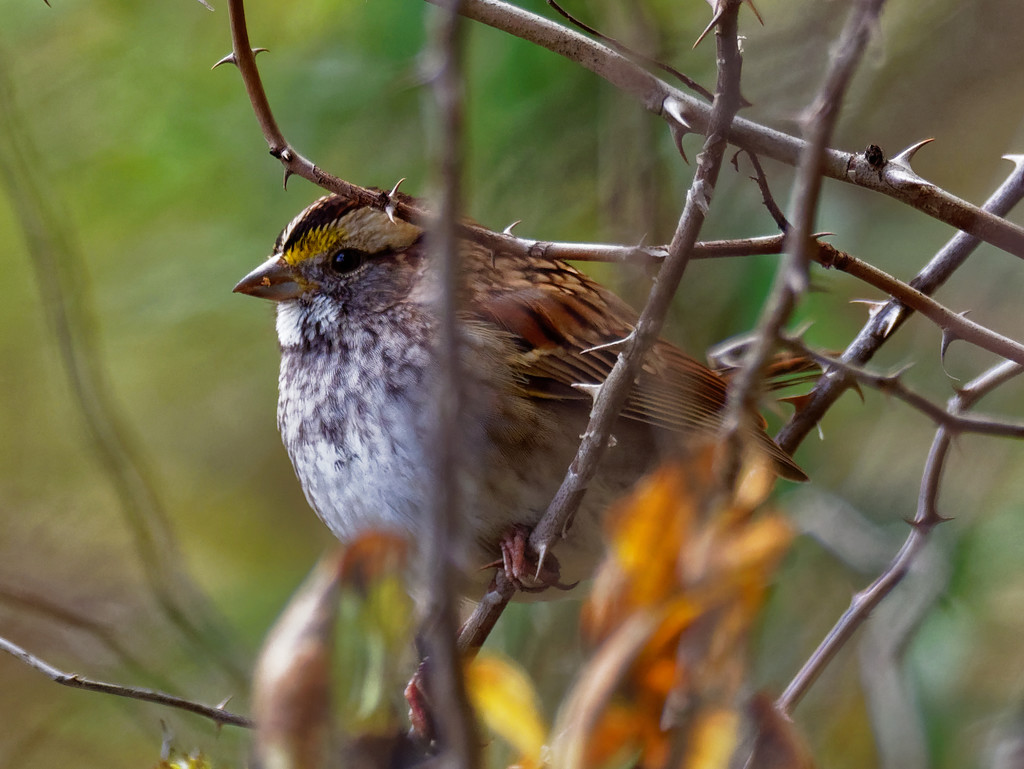 White throated sparrow by rminer
