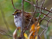 11th Oct 2018 - White throated sparrow
