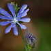 chicory by rminer