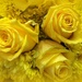 Pretty in yellow! by homeschoolmom