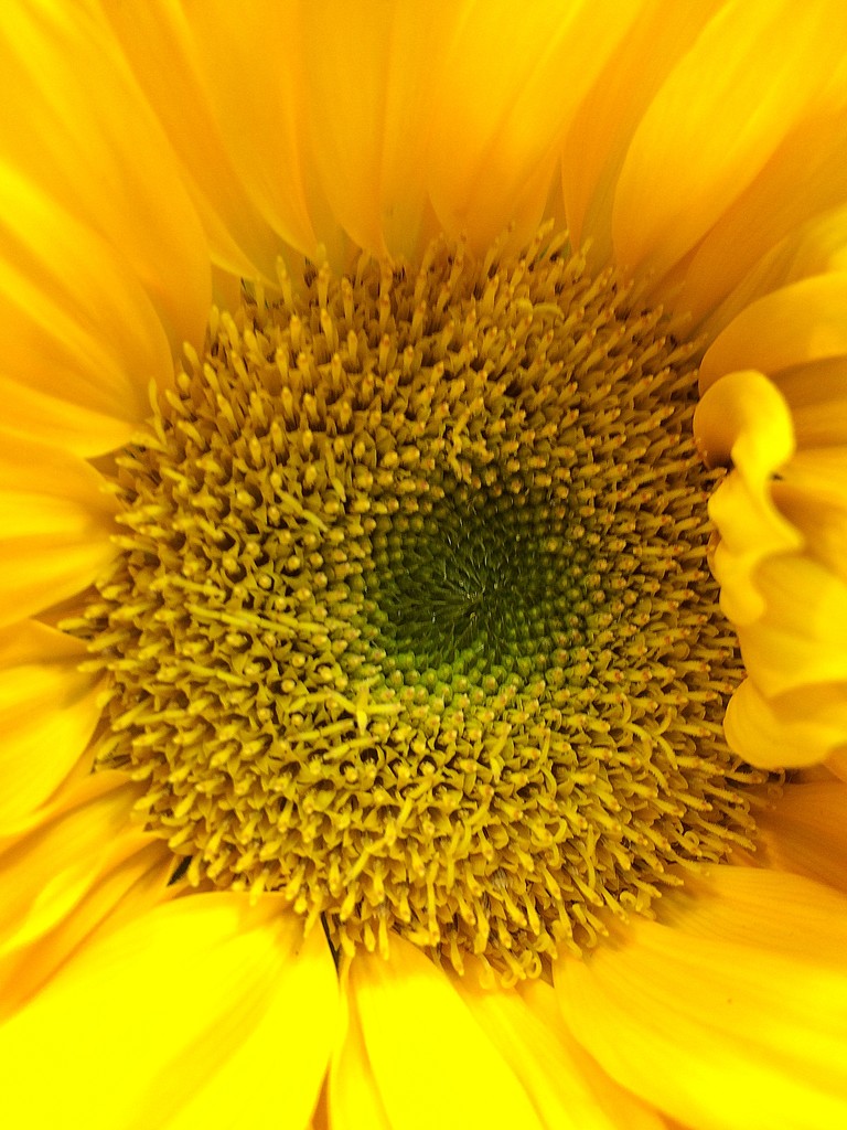 Yellow sunflower by homeschoolmom