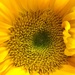Yellow sunflower by homeschoolmom