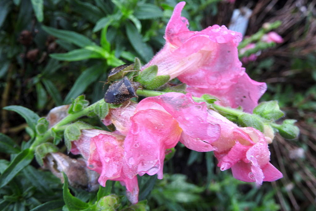 Wet flowers and bugs by homeschoolmom