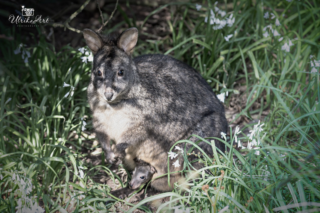 Pademelon with a package in it's pouch by ulla