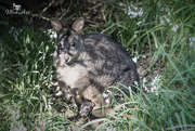12th Oct 2018 - Pademelon with a package in it's pouch