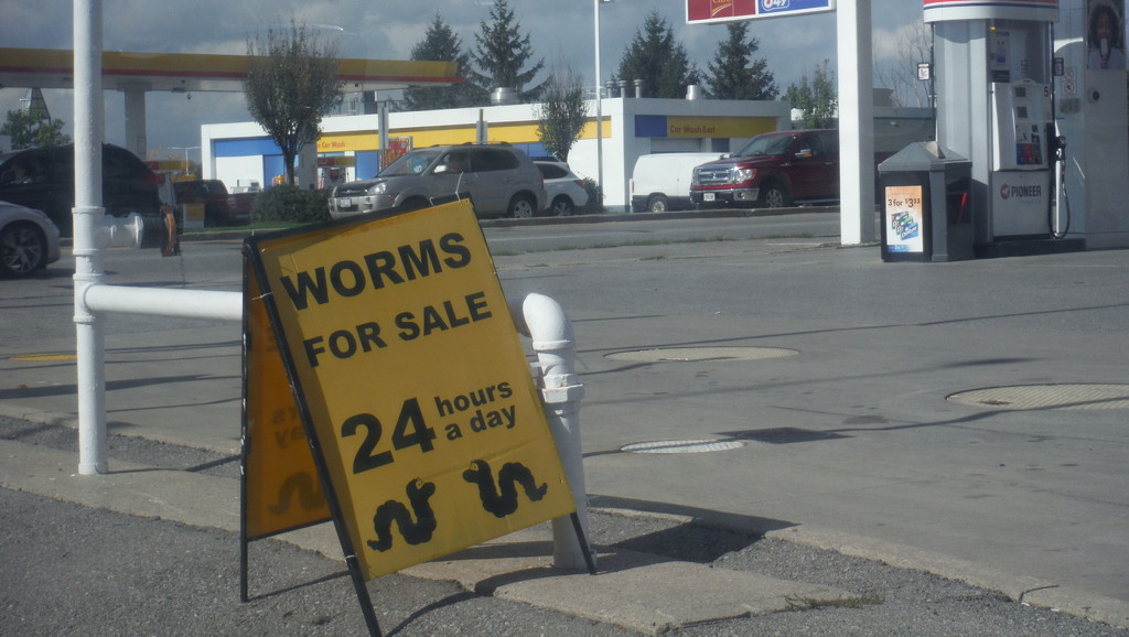 All Day Worms? by spanishliz