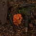 ~Fungi~ by crowfan