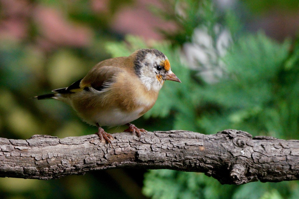 YOUNG GOLDFINCH by markp