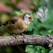 YOUNG GOLDFINCH by markp