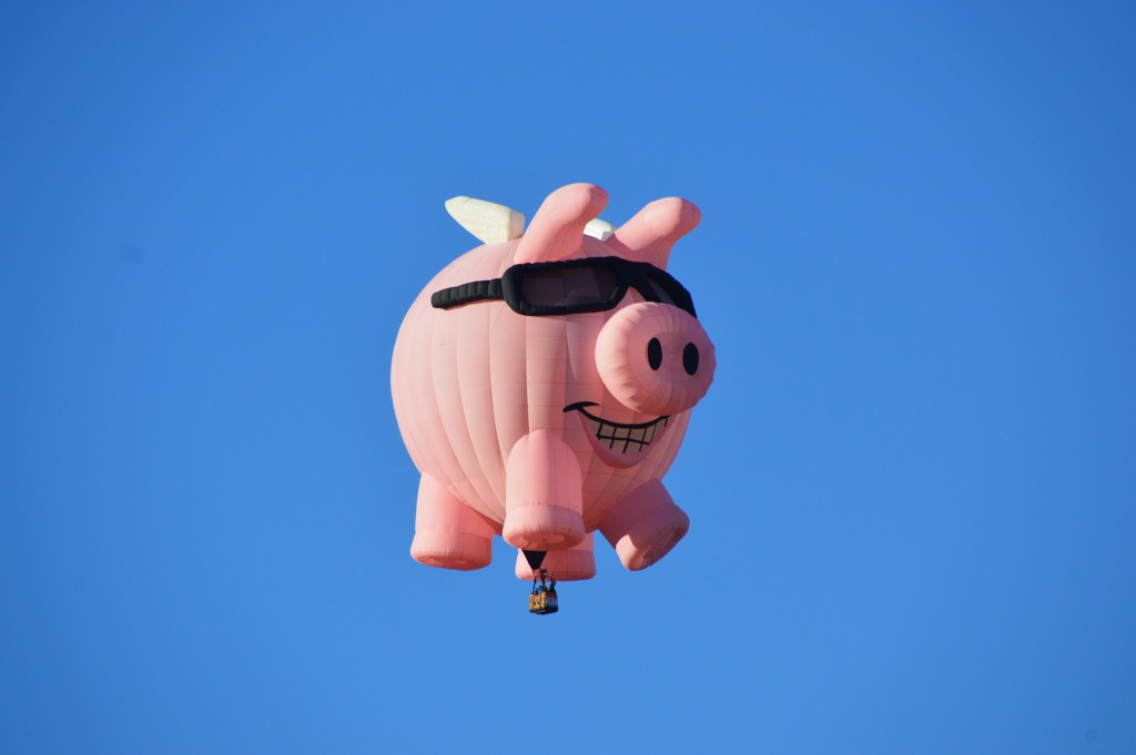 A Closer Look At Pigs Flying by bigdad