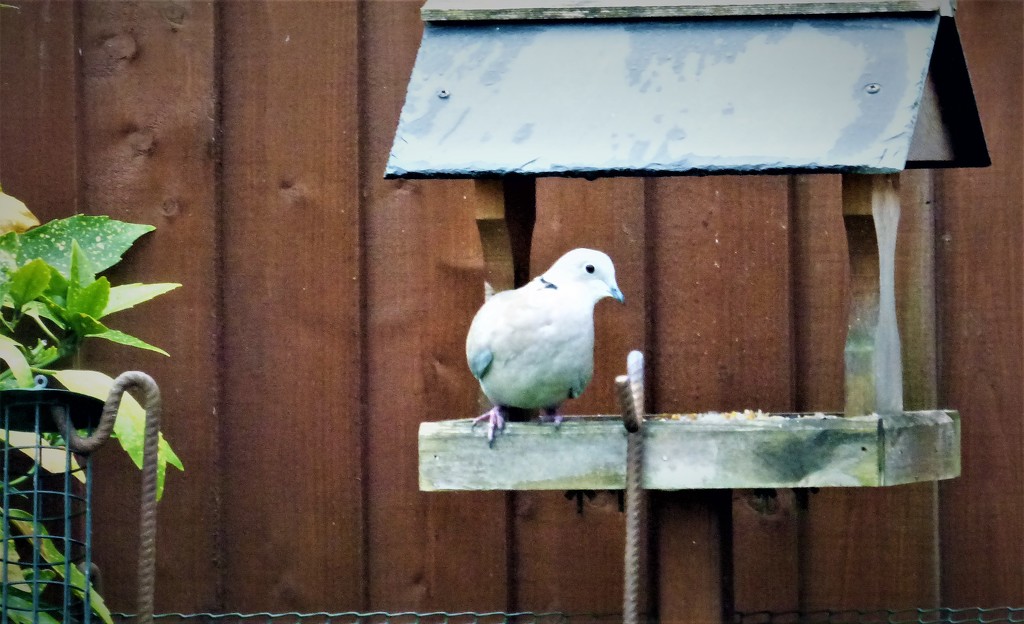 Collared dove  by beryl