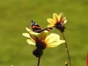12th Oct 2018 -  Very Late Red Admiral 