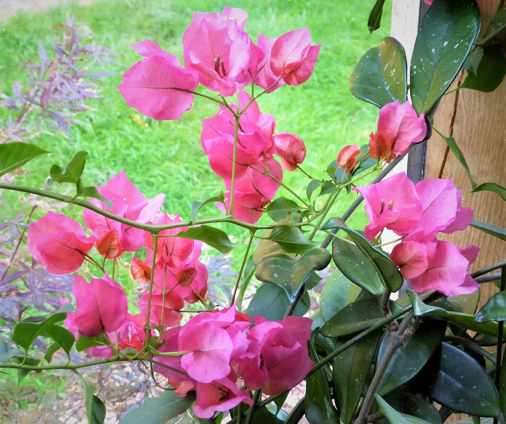  Bougainvillea in the Living Room by susiemc