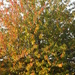 autumn colour by arthurclark