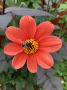 11th Oct 2018 - Dahlia and bee