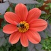 Dahlia and bee by 365projectmaxine