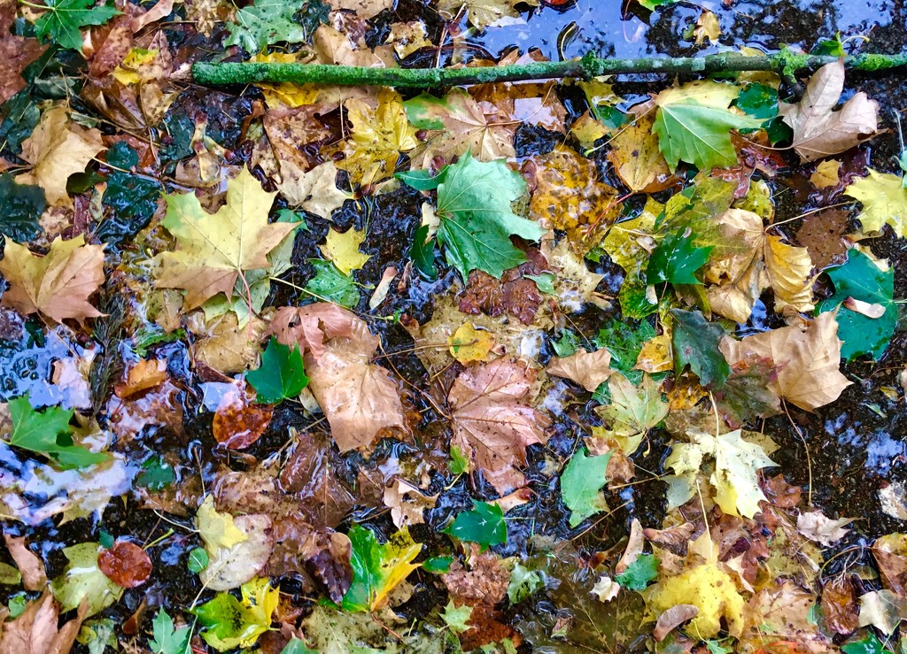 Leafy puddle by rosie00
