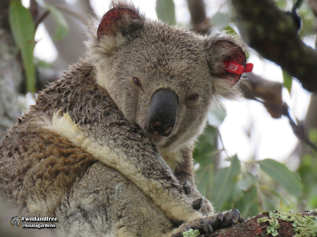 love a soggy koala by koalagardens