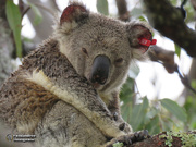 12th Oct 2018 - love a soggy koala